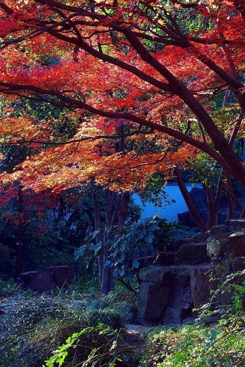 秋霞在线观看秋1,秋1精彩剧情，带你领略秋日浪漫  第1张